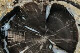 Petrified Wood (Schinoxylon) Round - Blue Forest, Wyoming #228013-1